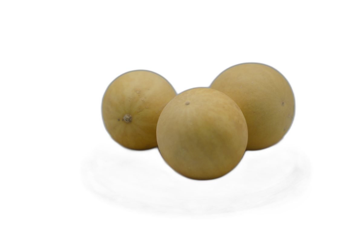 حنظل – عبوة ٤ حبات